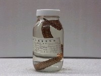 藏品(鋸齒裸胸鱔)的圖片